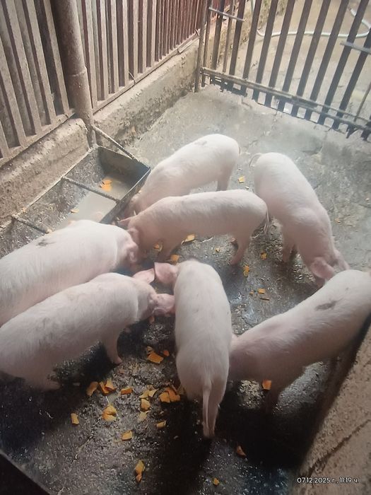 Малки   Прасенца