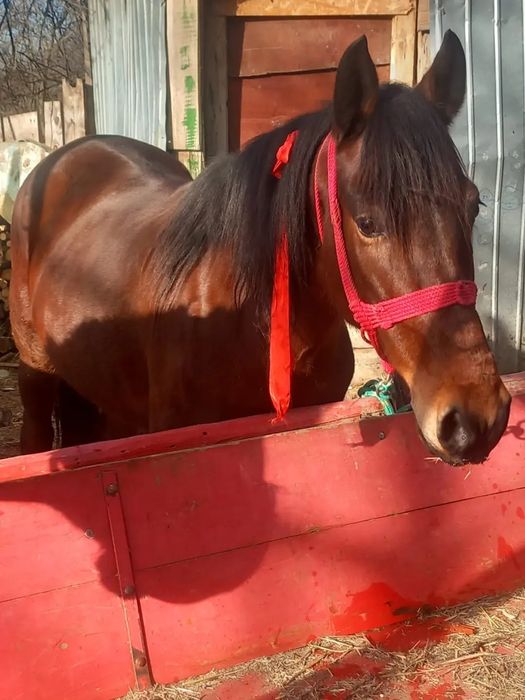 Iapa de vânzare 6 ani