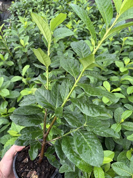 Laur englezesc, Photinia, Lonicera, Euonymus