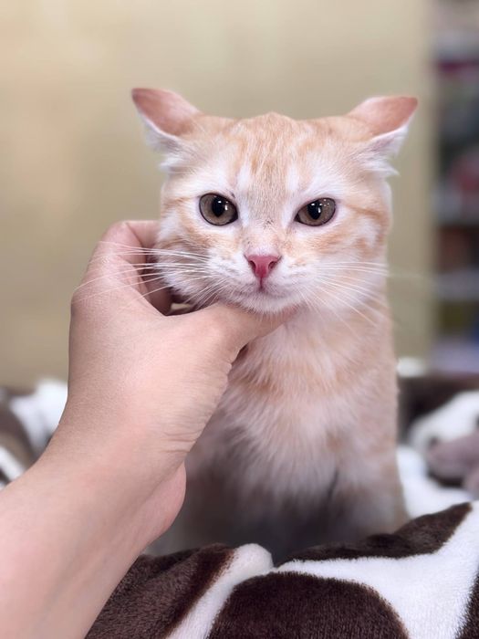 Котенок мальчик 5 месяцев