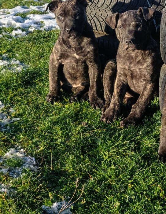 Преса канарио!!!