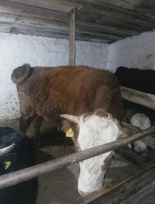 Семіз өгіз сатылады