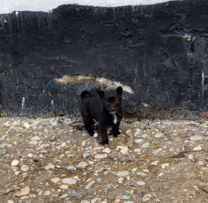 Лаика күшүк сатылады