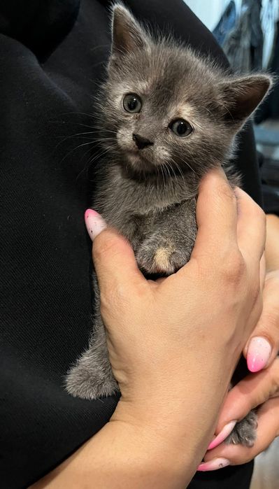 Отдам котят в добрые руки!