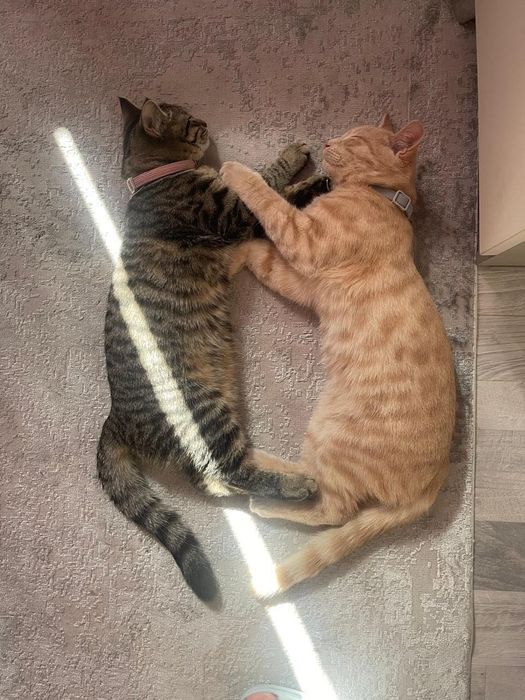 Отдам кошку и кота в добрые и хорошие руки