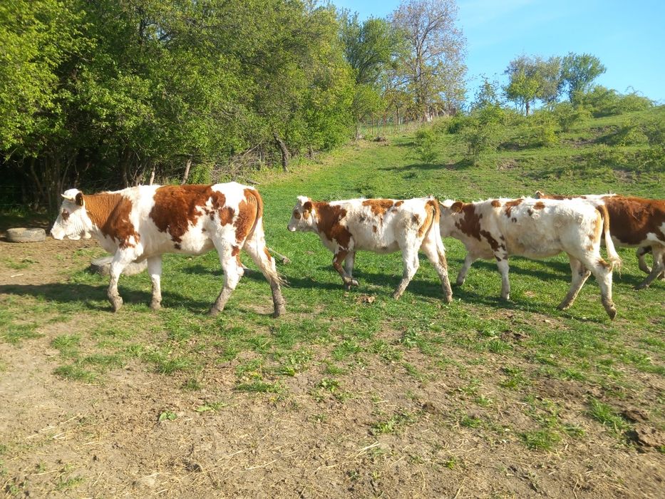 Văcuțe juninci de vânzare