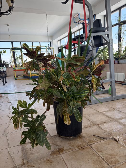 Цветы комнатные разные.