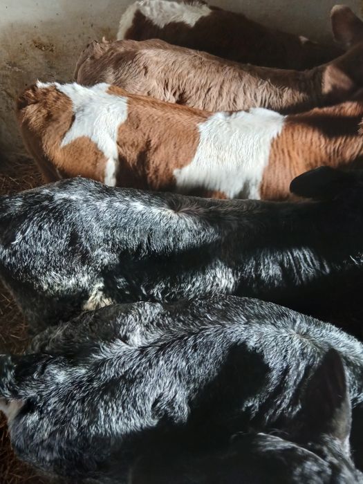 Taurasi si vitele belgiene si baltati