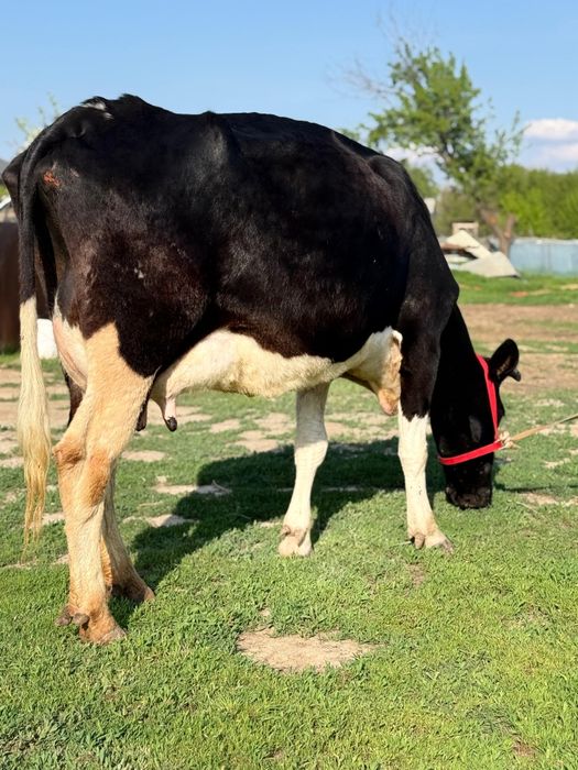 Парода ірі денелі чёрна пёстрый