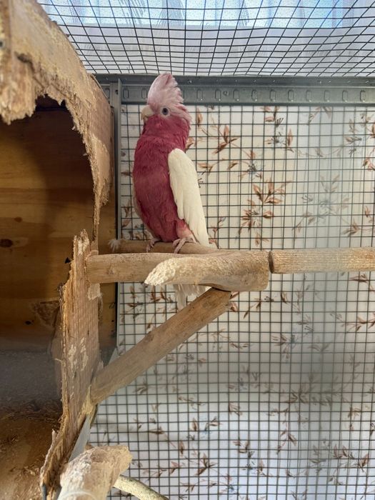 Vând papagal Roza KaKadu Lutino