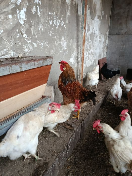 Продам молодых петухов