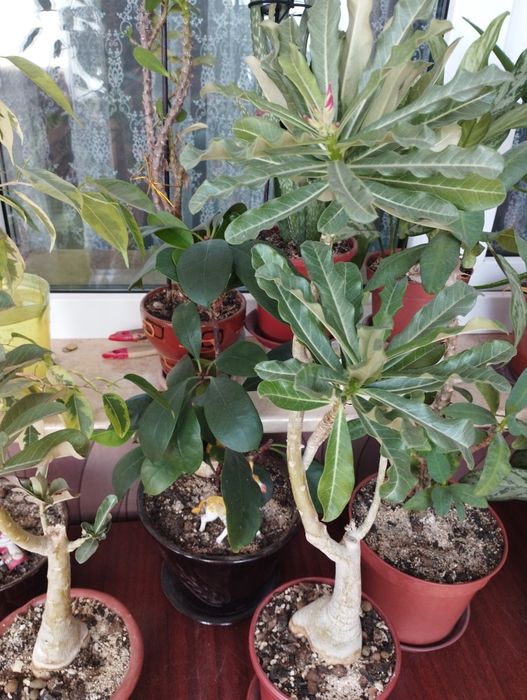 Адениум , роза пустыни