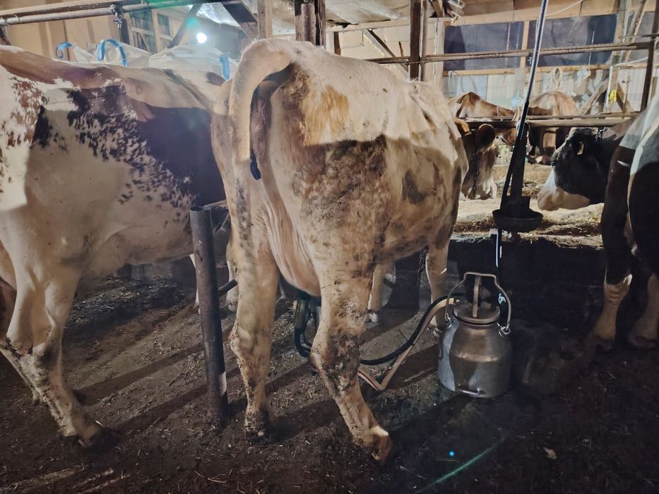 Junincă la prima fătare