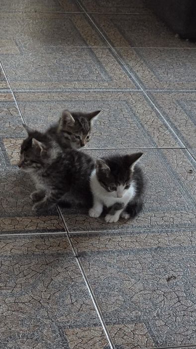 Donez pisoi 6 saptamani