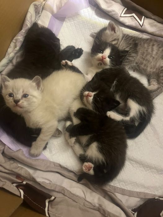 Отдам котят добрые Руки