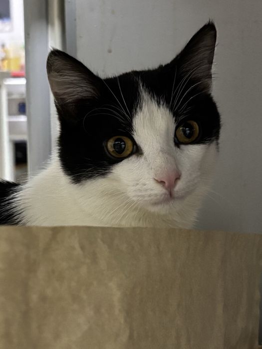 Отдадим кота в добрые руки