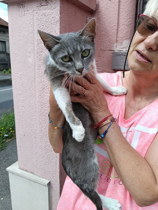 Pisicuță sterilizata