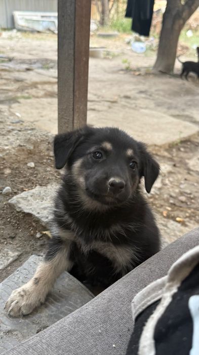 Щенята в добрые руки