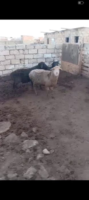 Буаз қойлар сатылады