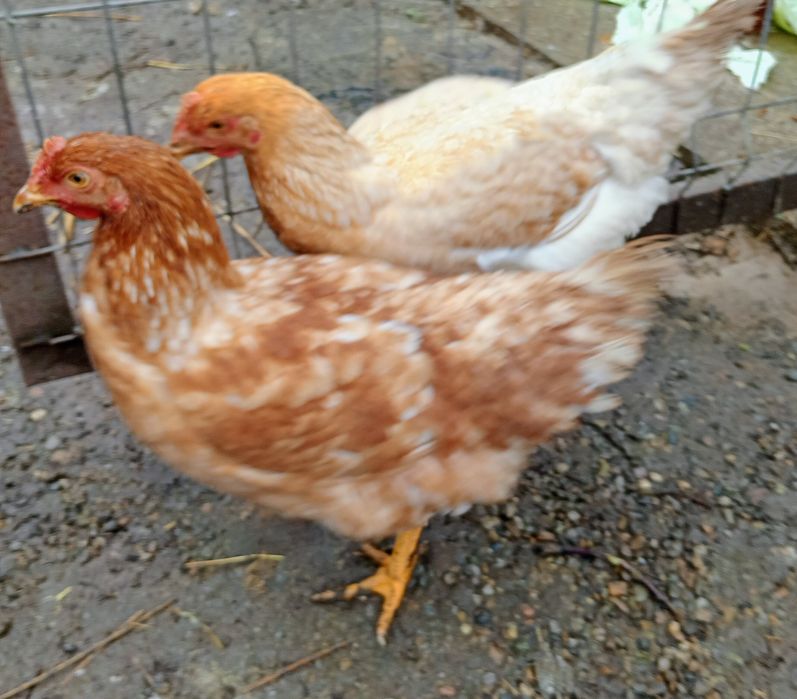 Vând puicuțe mixte