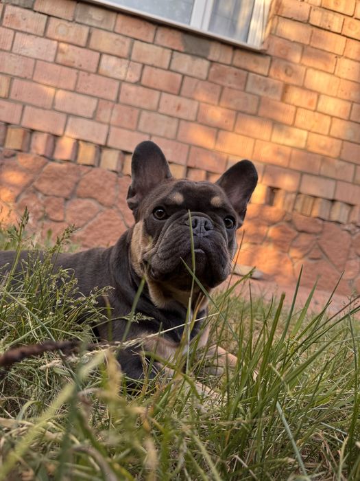 Мальчик француз ищет девочку для вязки