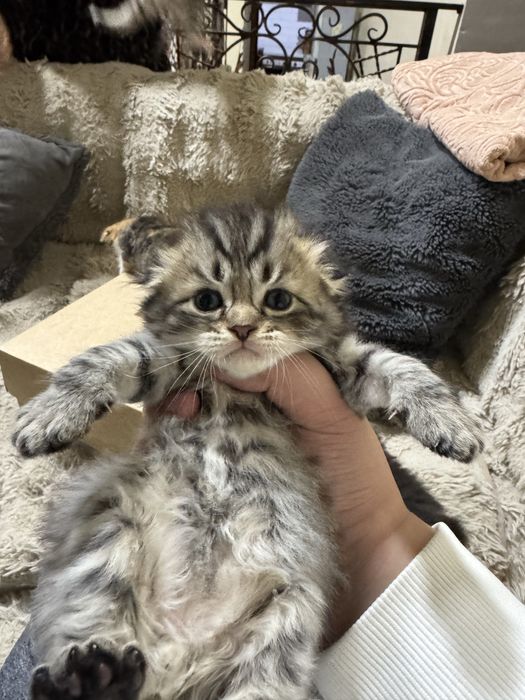 Sotamiz mushu  1,5 oy  parodase gibrit sokoch pold bilan bingalskiy