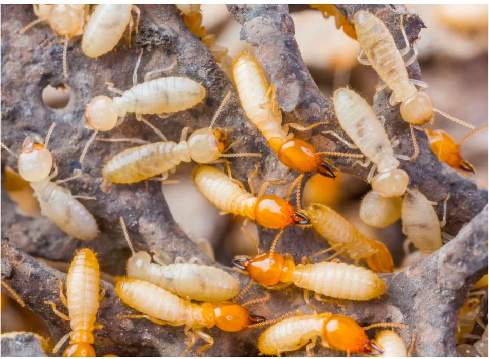 Термиты тараканы клопы