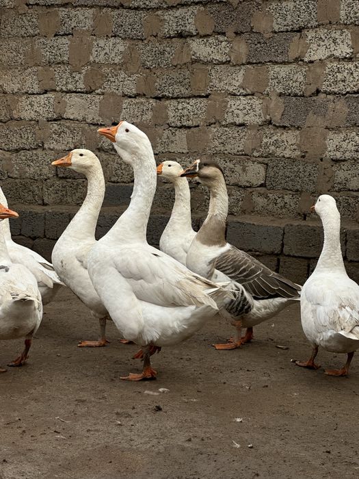 G’ozlar sotiladi 10-ta