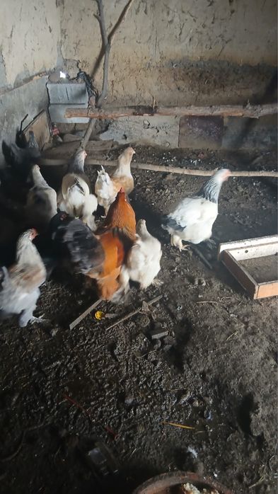 Тауық Сатылады Үлгілі