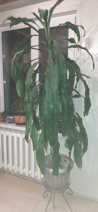 Продам драцену душистую