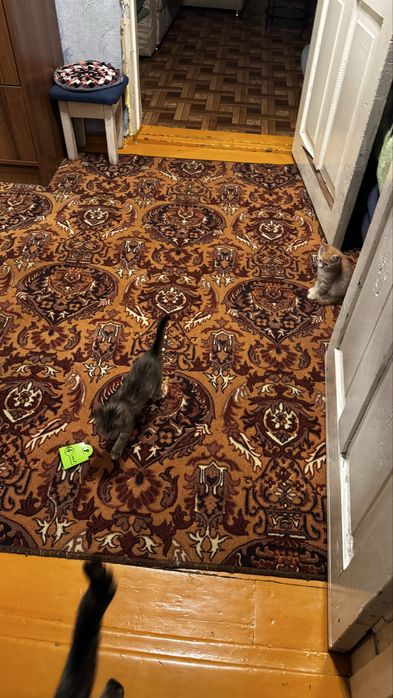 Котята в добрые руки
