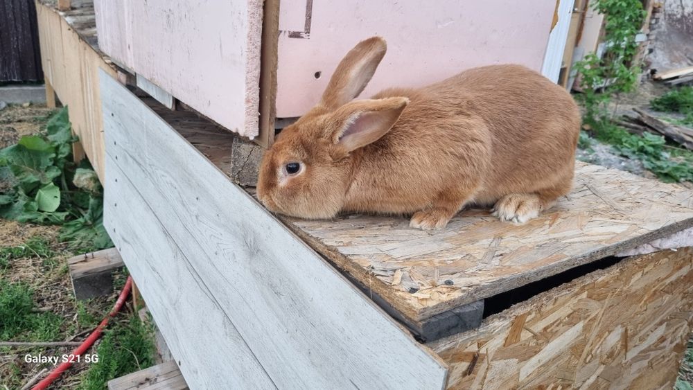 Кролик бургундский