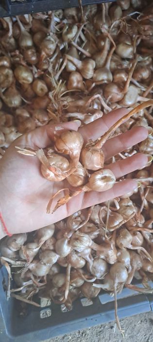 Шафранови луковици