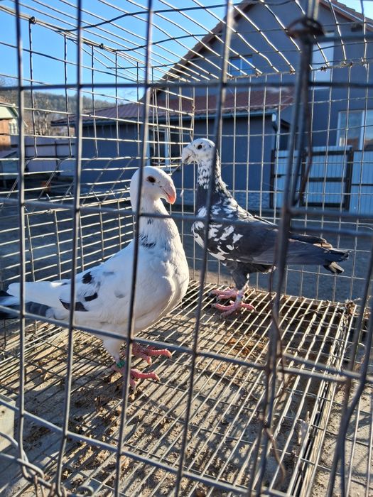 Porumbei voiajori germani