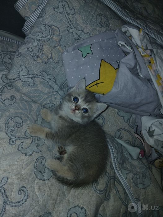 Продаю девачек страйтт