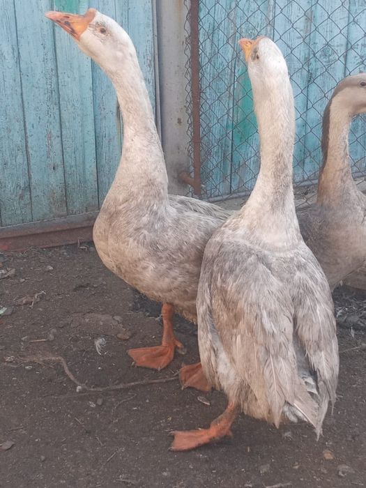 Гусаки Гиганты .