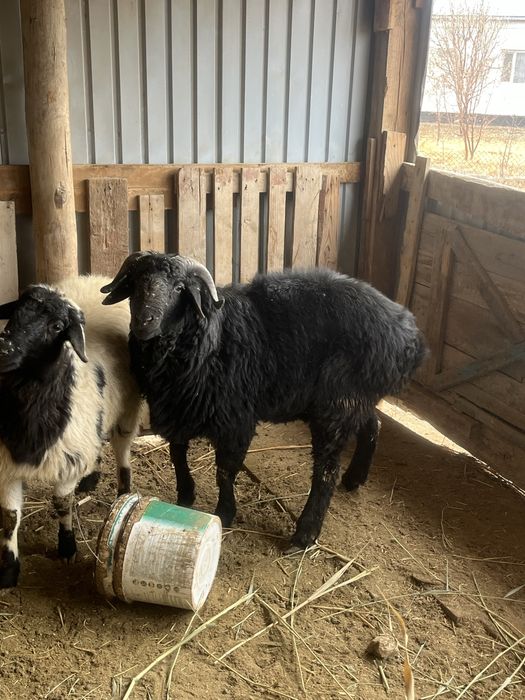 Қошқар семіз саудасы бар келіп көріңіз