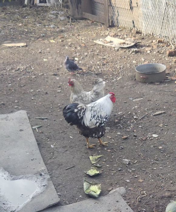 Cocoș de Vânzare