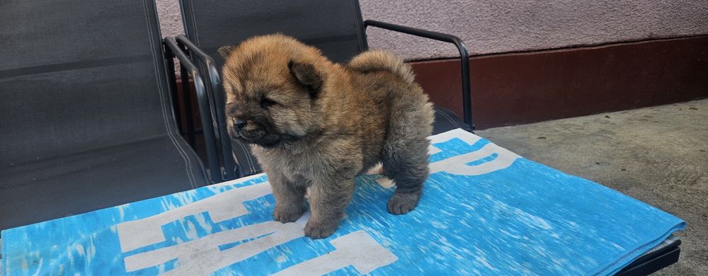 Vand căței chow chow