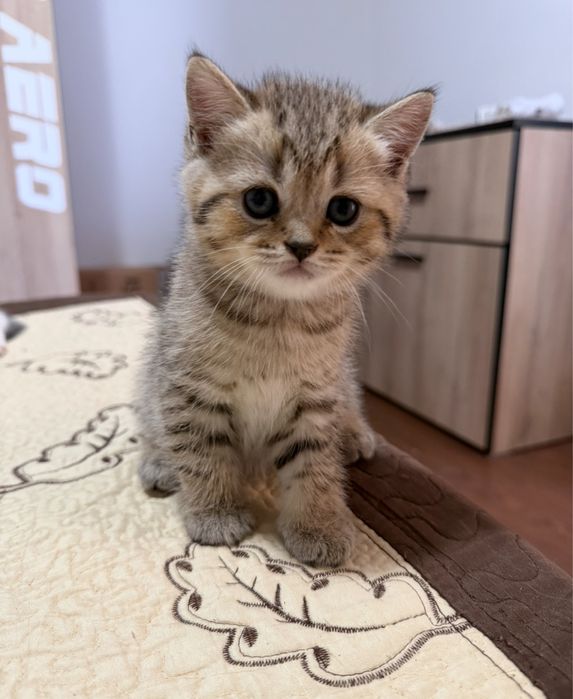 Puiuti British Shorthair si Scottish Fold