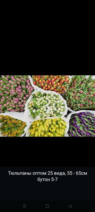 Тьюльпаны с теплицы