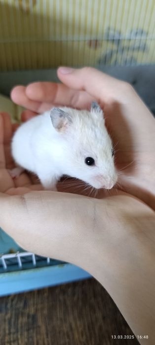 Хомячки Сирийские детки!