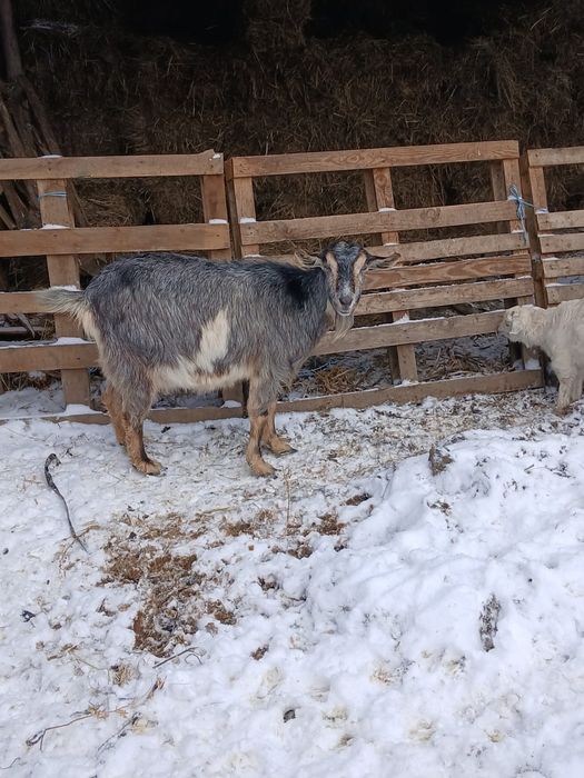 Vand  capre si berbec berga