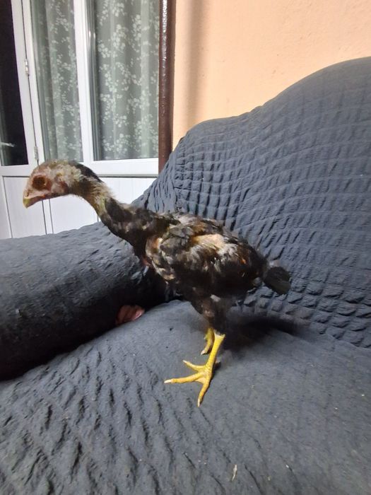 Дакан джужа 2 месяца