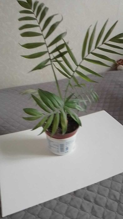 Бенджамин -цвете