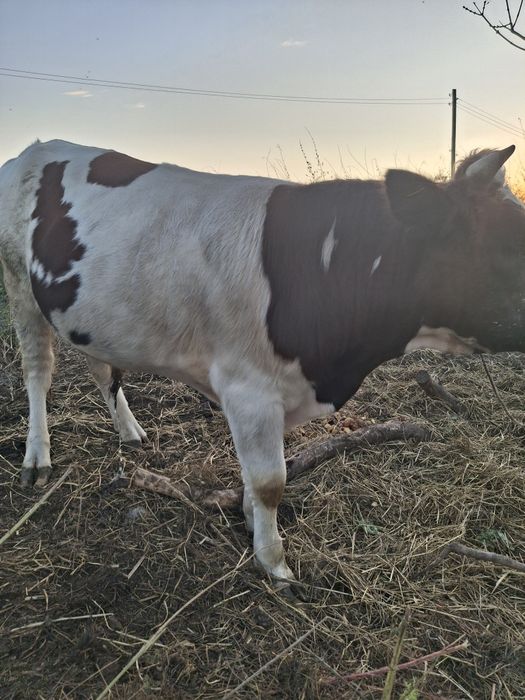Продам быка. 1.5 года