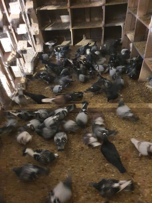 Vând porumbei voiajori