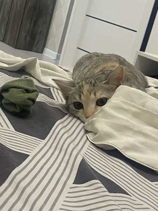 Отдам котенка бесплатно