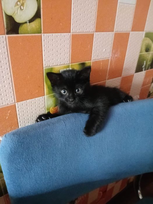Котенок пантерочка , мальчик