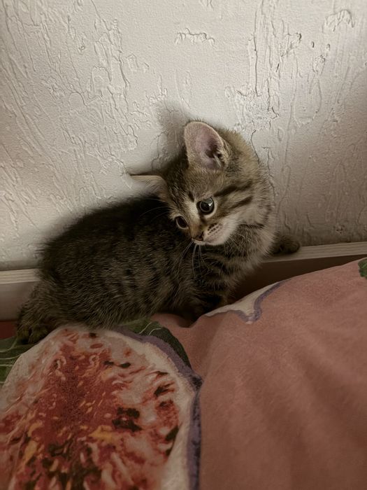 Отдам бесплатно котенка